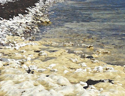 Havbrug og Havkolera – Livsfarlig bakterie stortrives i varmt havvand