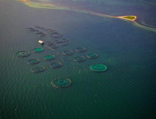 Stop drømmen om flere danske havbrug